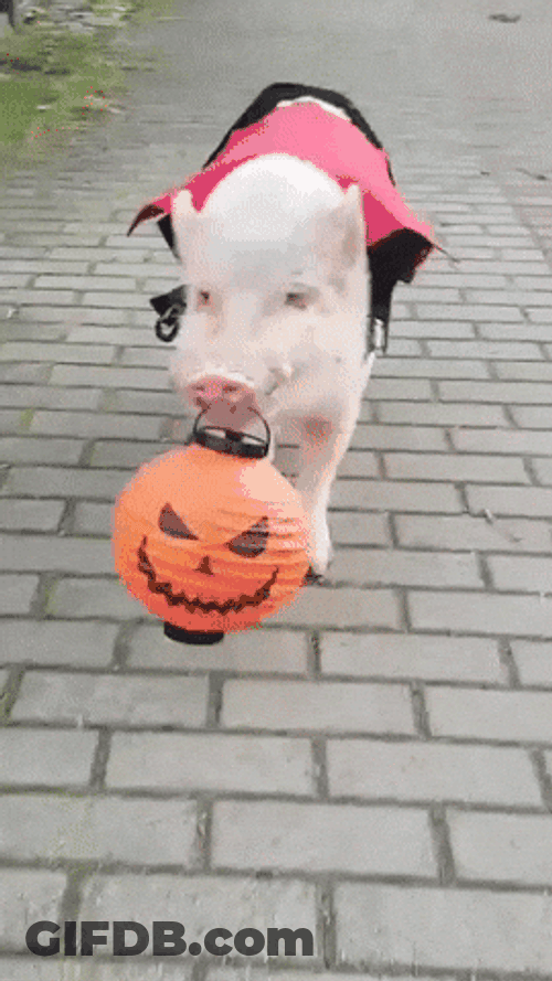 Trick Or Treat Pig In A Costume GIF