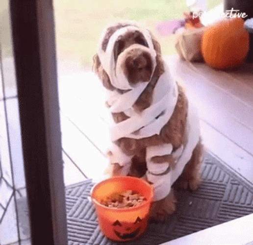 Trick Or Treat Poodle Waiting At The Door GIF