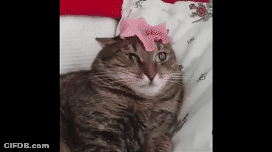 Triggered Cat Flashbacks World War GIF