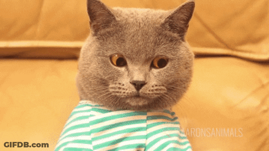 Triggered Cat Typing Angry GIF