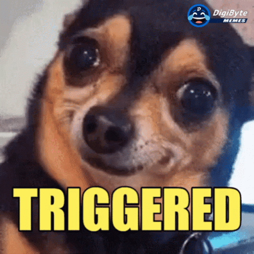 Triggered Chihuahua Dog GIF