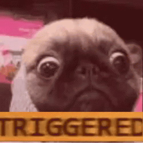 Triggered Pug Dog Face GIF