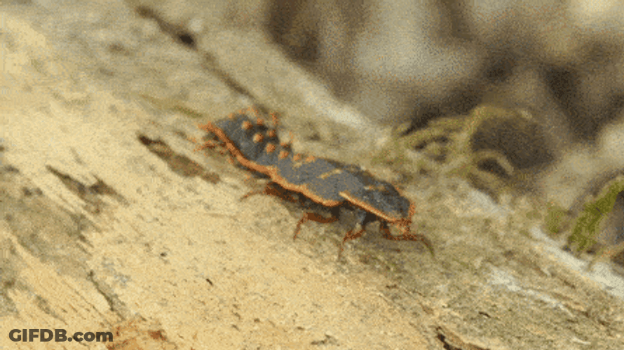 Trilobite Beetle Insect GIF