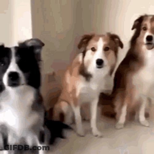 Trio Dog Hug GIF