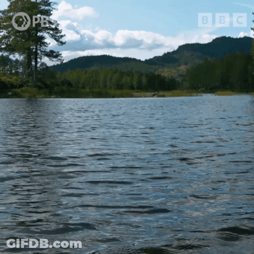 Triple Lindy Bird Fishing Sea Dive GIF