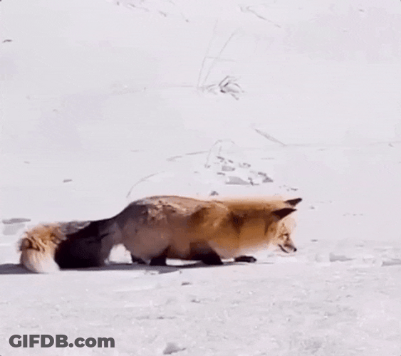 Triple Lindy Snow Dive Hungry Fox GIF