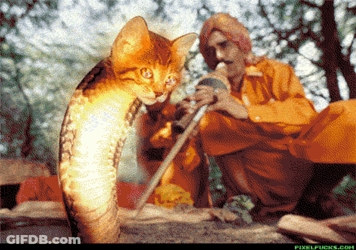 Tripping Cat Head Cobra Dancing GIF