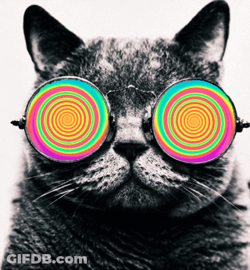 Tripping Cat In Glasses GIF