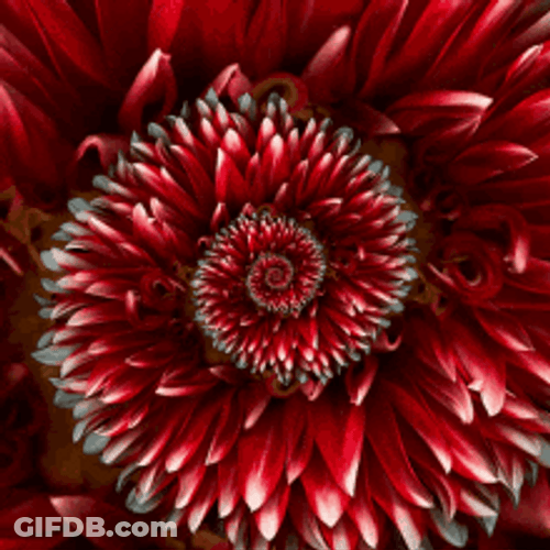 Trippy Blooming Dahlia Flower GIF