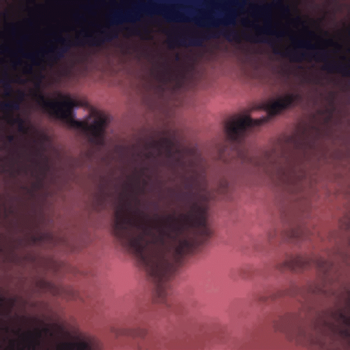 Trippy Cat Blank Stare Squinting GIF