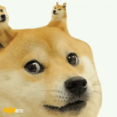Trippy Doge Face GIF