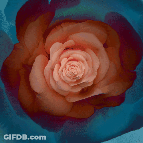 Trippy Dope Rose Petals Infinite GIF