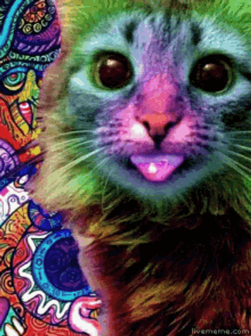 Trippy Groovy Cat GIF