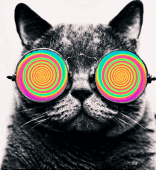 Trippy Hypnosis Cat Sunglasses GIF