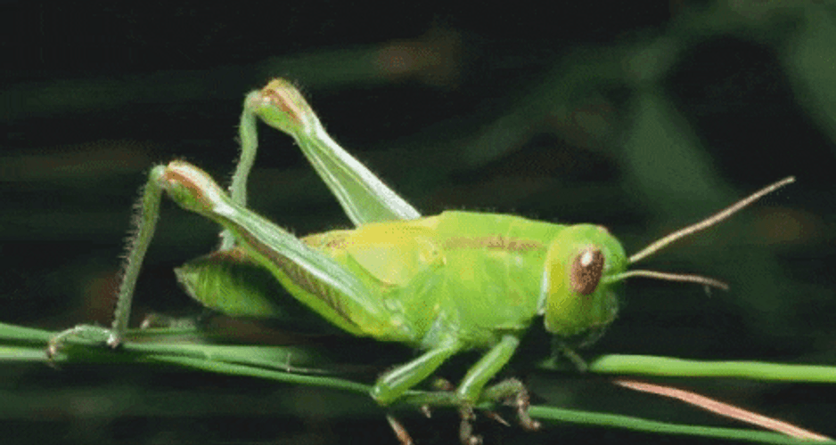 Trippy Neon Crickets GIF