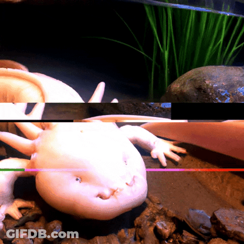 Trippy Not Moving Axolotl Meme GIF