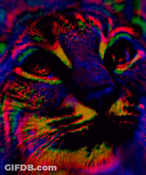 Trippy Rainbow Psychedelic Cat GIF