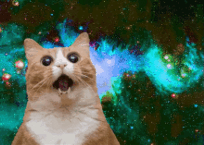 Trippy Screaming Cat GIF