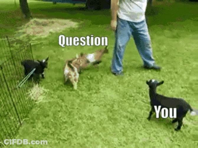 Trivia Question You GIF