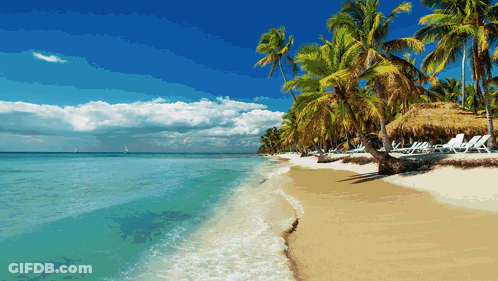 Tropical Beach With Palm Trees And Chairs GIF