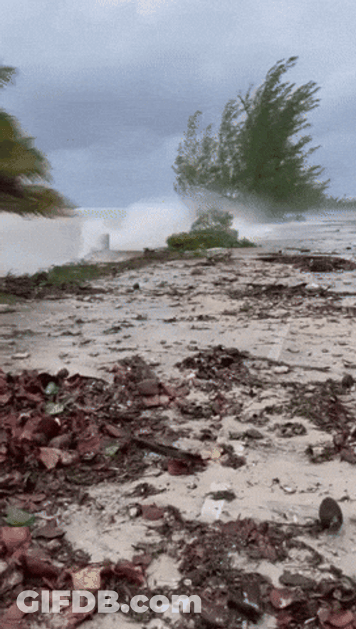 Tropical Storm Outcome Debris Washed Ashore GIF