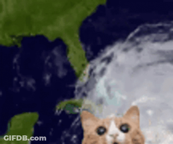 Tropical Storm Spinning Cat GIF