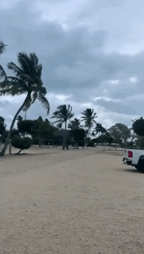 Tropical Storm Strong Wind Blowing GIF