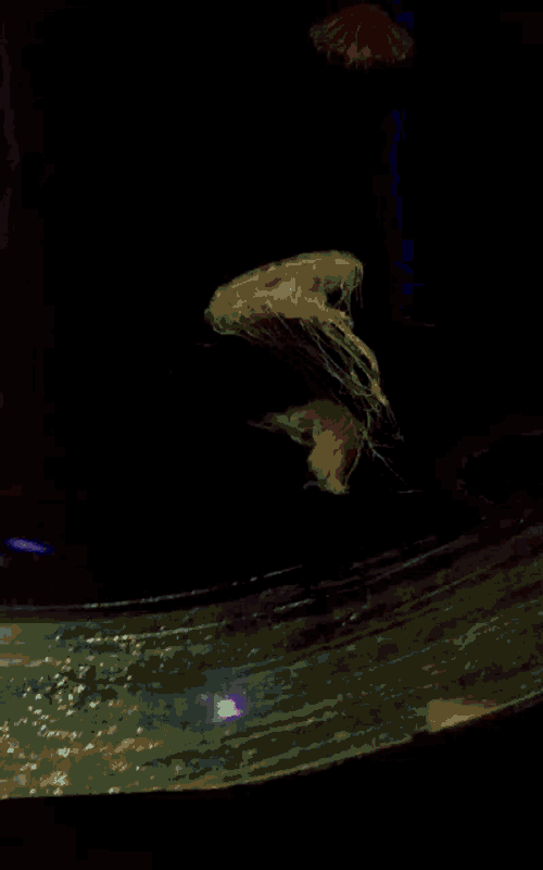 Truckers Fm Pascal GIF