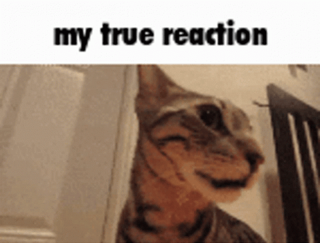 True Reaction Surprise Cat Meme GIF