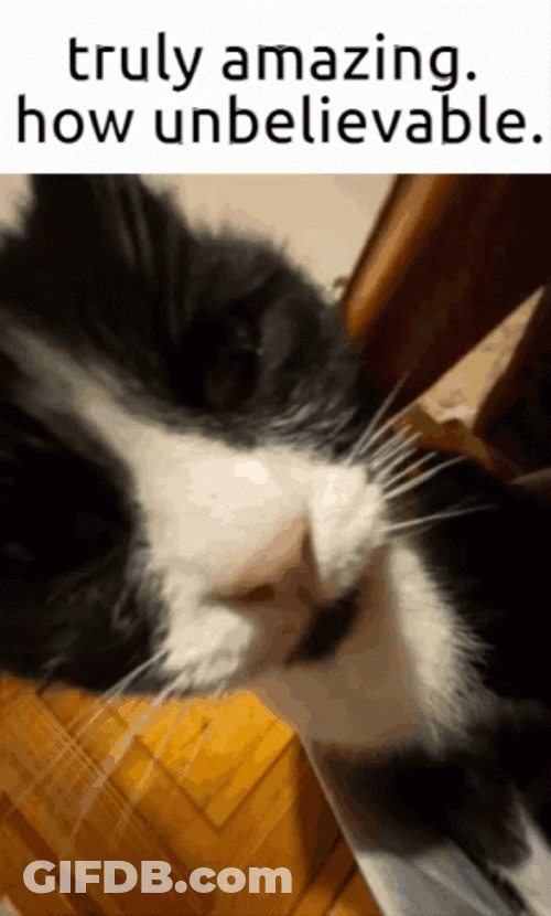 Truly Amazing How Unbelievable Sleeping Cat GIF