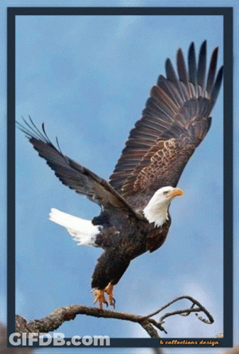 Trump 2020 Logo With Eagle And American Flag GIF