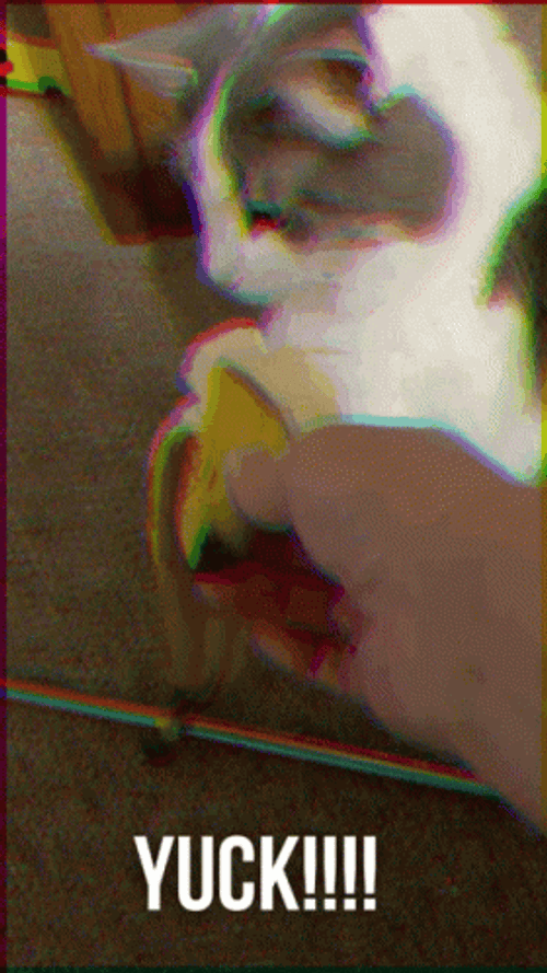 Trying To Avoid Banana Cat Meme GIF