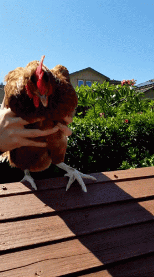 Trying To Escape Chicken Run GIF