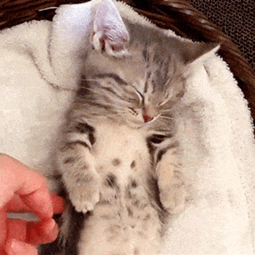 Trying To Wake Up Kitty GIF