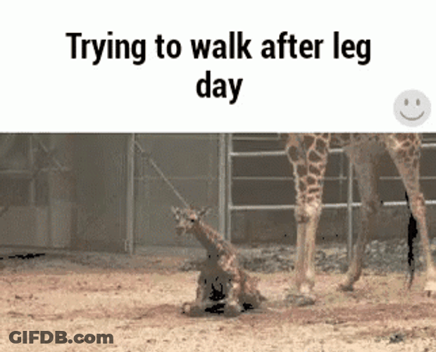 Trying To Walk After Leg Day GIF