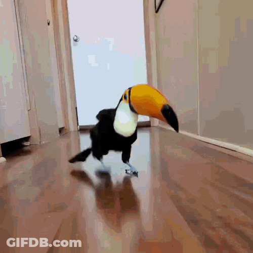 Tucan Funny GIF