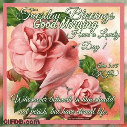 Tuesday Blessings Good Morning Card With Pink Roses And Bird GIF