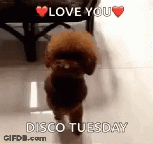 Tuesday Meme Disco Doggy Dance GIF