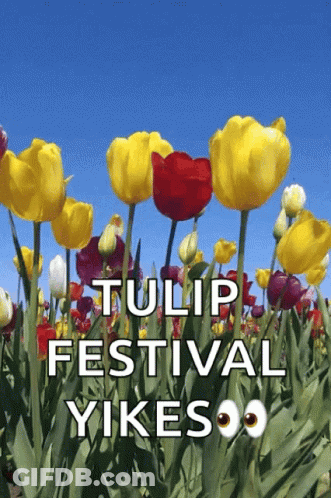 Tulip Festival Yikes GIF