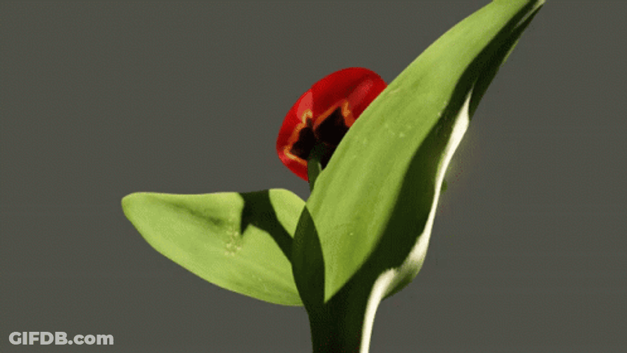 Tulip Flower Blooming GIF