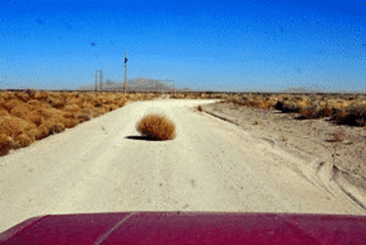 Tumbleweed Ran Over GIF