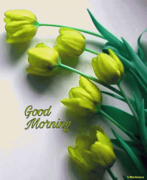 Tumblr Flower Good Morning GIF