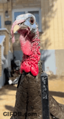 Turkey Close Up Yellow Beak GIF