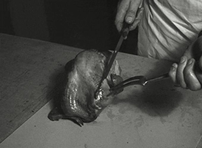 Turkey Dish Meat GIF