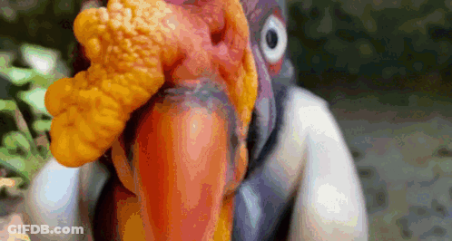 Turkey Head With Large Beak GIF