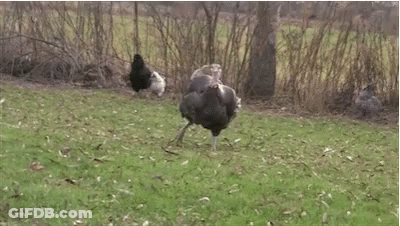 Turkey In Grassy Field With Other Birds GIF