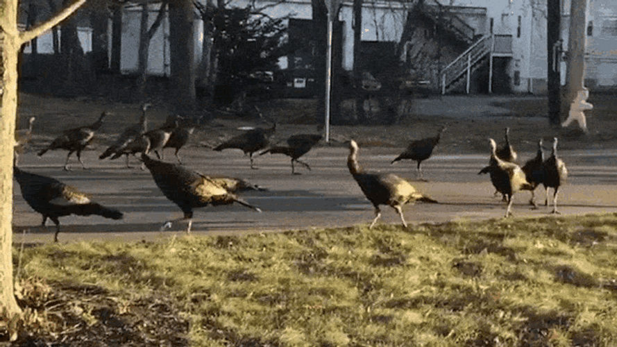 Turkey Running Around GIF