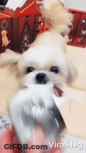 Turkey Sitting On Plate With Wine Glasses GIF