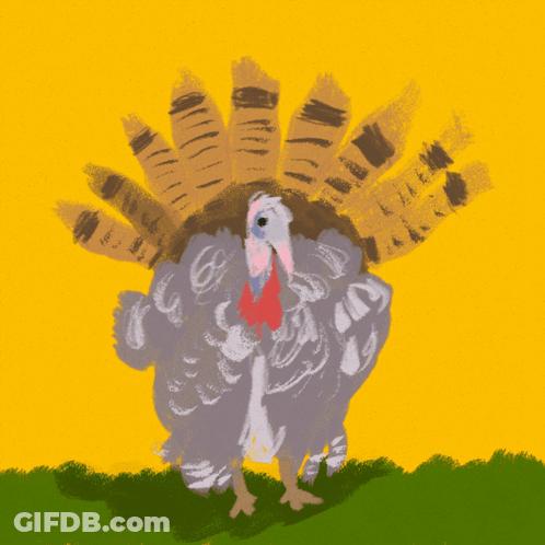 Turkey Spreading Feathers GIF