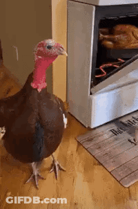 Turkey Standing On Wooden Floor By Stove GIF